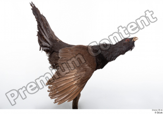 Western capercaillie whole body 0008.jpg